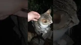 Midnight Patrol with the Cats&hellip; and the Rooster That Never Sleeps! 😂🌙