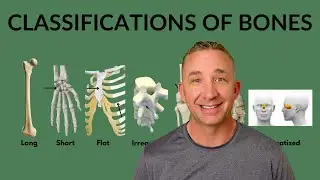 Types of Bones Explained: Bone Classifications