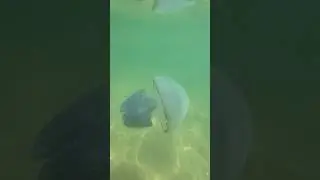 Don&rsquo;t get stung while swimming ￼in Bulgaria  With Jellyfish