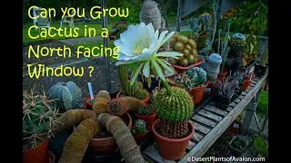 Можно ли выращивать кактусы на окне, выходящем на север? #cactus #cactusplants