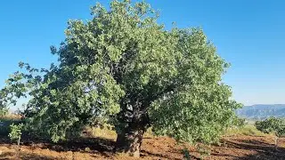 1 Haziran 2025 BUDAMA VE SUNİ TOZLAMA YAPTIĞIMIZ BAHÇE!!!