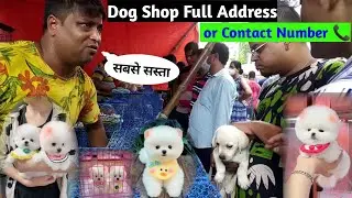 Dog shop full address | Cheapest Price Dog Market In India | Pomeranian Dog | Teacup dog | Rajesh 5g
