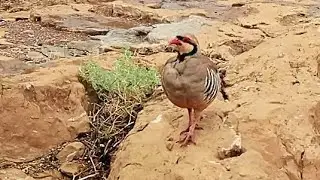 European Rock Partridge Close-Up | Wild Bird Watching Rocky Terrain |  Behavior in Natural Habitat