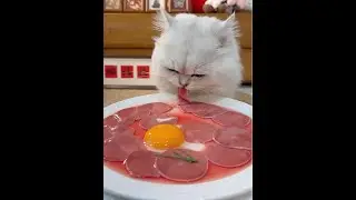 Today's super dish who can resist the cute little kitten healing cat record daily cat life