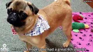 KIRO Radio 97.3 FM's Patriotic Pets 2018