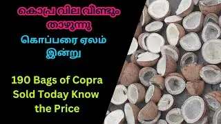 190 Bags of Copra Sold Today Know the Price Farmers Received | தேங்காய் பருப்பு கொள்முதல் விலை