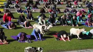 World Record Goat Yoga Class Held in Arizona