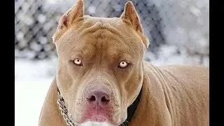 Top 30 Most Dangerous-Alert-Fastest-Famous- Cost Dog Breeds In The World