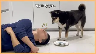 간식 물고 기절한 주인.. 예상 못한 강아지 반응ㅋㅋ