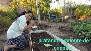 Pratando semente de coentro 