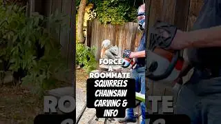 Squirrel chainsaw carving and information