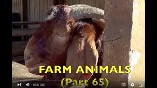 FARM ANIMALS on the FARM (Part 65)  EDUCATIONAL SERIES for KIDS / Babies, Toddlers, Preschool, K-3