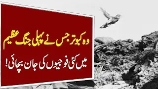A Pigeon Gets A Medal # First world war Pigeon#Breaking News# News Dot TV# A real story of Pigeon#