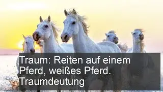 Traum: Reiten auf einem Pferd, wei&szlig;es Pferd. Traumdeutung