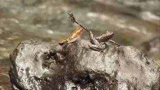Micrixalus - dancing frogs of India