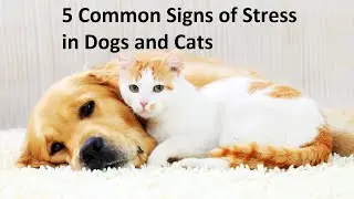5 Common Signs of Stress in Dogs and Cats
