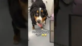 This strange dog isn&rsquo;t very friendly.#dog #dogs #dogsoftiktok #funnydog