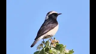 Cyprus wheatear (Oenanthe cypriaca)  &Sigma;&kappa;&alpha;&lambda;&iota;&phi;&omicron;ύ&rho;&tau;&alpha; - Endemic to Cyprus - &Pi;&epsilon;&tau;&rho;&omicron;&kappa;&lambda;ή&sigmaf; &tau;&eta;&sigmaf; &Kappa;ύ&pi;&rho;&omicron;&upsilon;