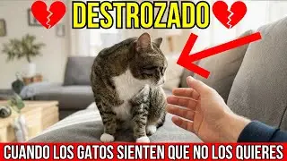 7 señales de que tu gato siente que NO LO QUIERES