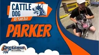 Parker | 5 Y.O. Cattle Dog | Best Dog Trainers | Virginia