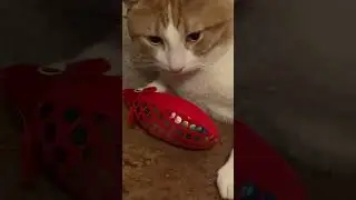 #PharaohDcat #catlover #cat #catswithattitude #funnycats #viralcatsshorts #shorts #fyp #funnyanimal