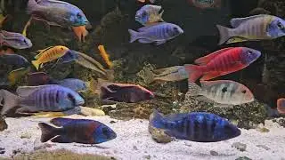 Cichlid Growout Tank