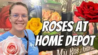 🌹 BARE ROOT ROSES at Home Depot | Hybrid Tea vs Floribunda vs Grandiflora