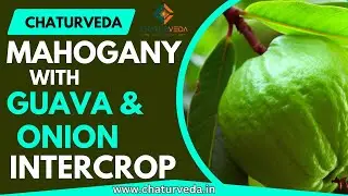 Chaturveda Mahogany Plantation with intercrop Guava & Onion , चतुर्वेद महोगनी  अंतरफसल .