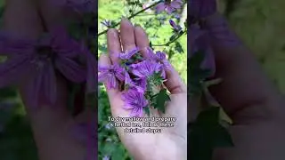How to dry Mallow / Malva and  to prepare for tea