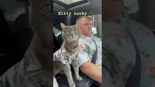 Cat traveling in the car to the mountains #shots#viral#funny#cats #pets#animals#travel #cute