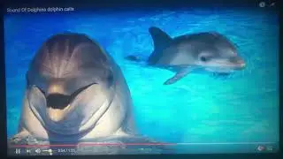 How Do Dolphins Communicate