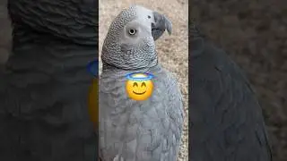 The Morning Coffee Ritual 🤣 #africangrayparrot