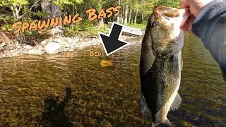 Catching Shallow Spawning Bass! (Maine Bass fishing)