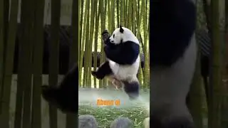 tıkla hemen panda g&uuml;zel oynuyor mu acaba en g&uuml;zel g&ouml;r&uuml;nt&uuml;ler izle abone ol begeni yap yorum yaz