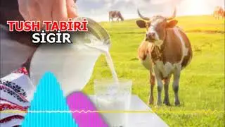 sigir tushda - tushda sigir ko'rsa nima bo`ladi - Тушда сигир куриш