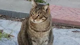 Aфины на дроне стадион и еда у Зевса. бесплатные круасаны Athenes food and free sweet for photo cats