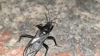 Reduvius personatus
