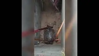 turtle rescue in st lucia