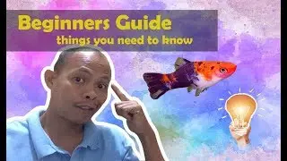Aquarist Beginners Guide Things you need to know