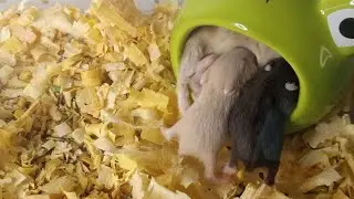 🐹 Hamster Baby LIVE | Mother & Babies Cuddling 💕