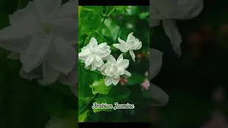 All beautiful things starts with 