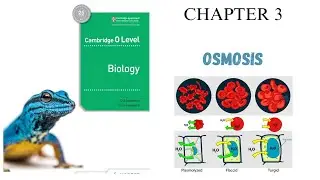 CHAPTER 3 | OSMOSIS | MOVEMENT OF MOLECULES | O LEVEL BIOLOGY 5090