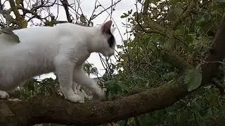 Gatti di campagna &hearts;️.