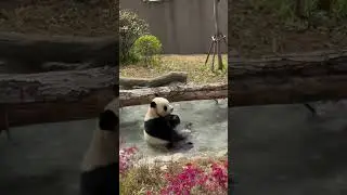 节奏大师🐼 #panda #music #building #cute #animals #kawaiiaesthetic #funny #home #cutepanda #pets
