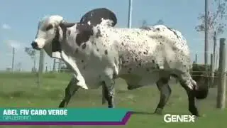 Abel Ivf Cabo Verde ( JCVL 1871) ( C.A . Sans&acirc;o X Acaja ivf Cabo Verde ) Gyr