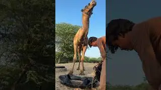 The poor boy is drowning while watering the camel.🐫