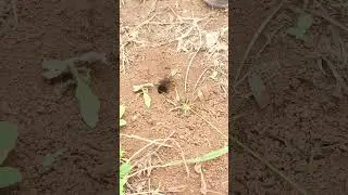 🦗 How to Find Crickets in Your Backyard &mdash; Step-by-Step for Beginners!