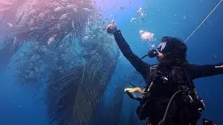 Scuba Diving Experience in Pondicherry, India | Lionfish Studio | Temple Adventures