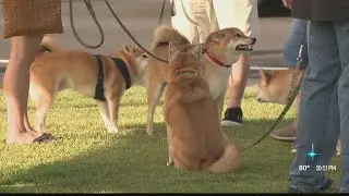 The biggest pet block party in Hawaii