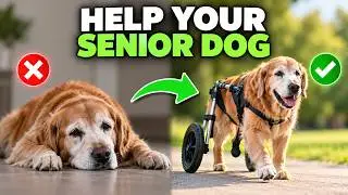 10 Best Mobility Aids for Senior Dogs